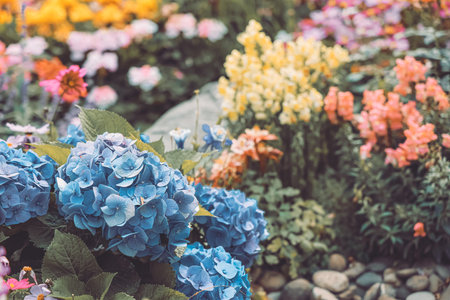 Large pink and blue hydrangea flowers blooming.の写真素材