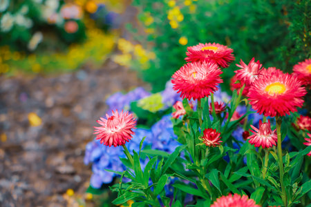 Bright and detailed image of vivid pink flowers surrounded