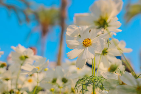 White daisies gracefully bloom, bathed in sunlight with vibrantの写真素材