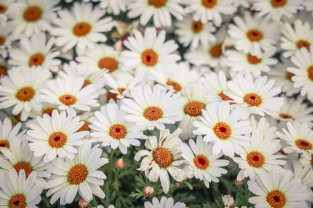 A picturesque close-up of beautiful white flowers in a lush, naturalの写真素材