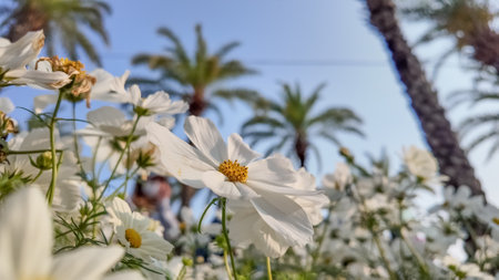 White daisies gracefully bloom, bathed in sunlight with vibrantの写真素材