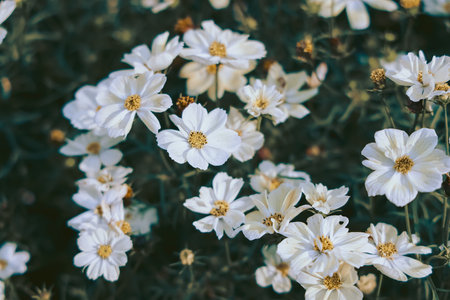 A picturesque close-up of beautiful white flowers in a lush, naturalの写真素材