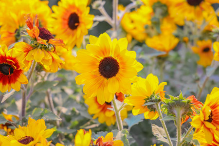 a Bright and beautiful flowers blooming vibrantly,の写真素材