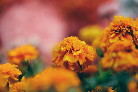 Bright and detailed view of orange marigold flowers focusedの写真素材