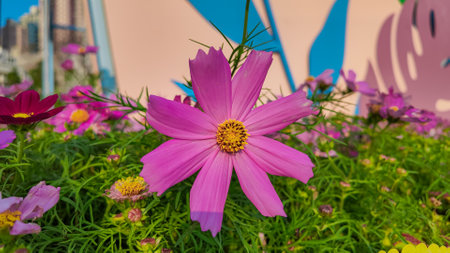 Pink and white cosmos flowers in garden. Cosmos bipinnatus in Full Bloomの写真素材