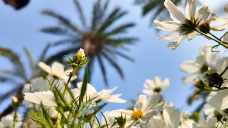 White daisies gracefully bloom, bathed in sunlight with vibrantの写真素材