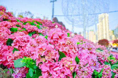 Large pink hydrangea flowers blooming.