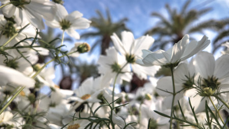 White daisies gracefully bloom, bathed in sunlight with vibrantの写真素材