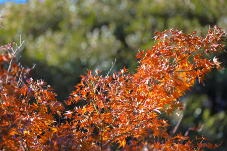 Dec 6 2024 Bright red maple leaves during autumn, illuminated by sunlight