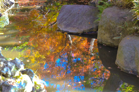 Dec 6 2024 Reflection of colorful autumn leaves on a tranquil water surface