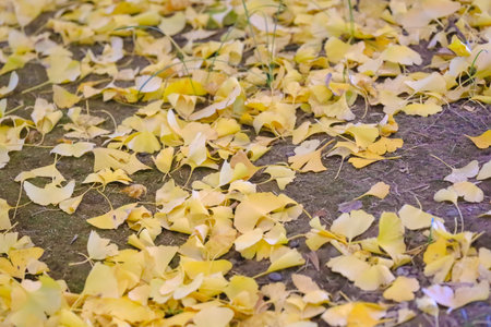 Dec 6 2024 Bright yellow ginkgo leaves spread across a forest floor highlight the essenceの写真素材