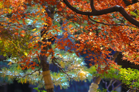Dec 6 2024 Bright red maple leaves during autumn, illuminated by sunlightの写真素材