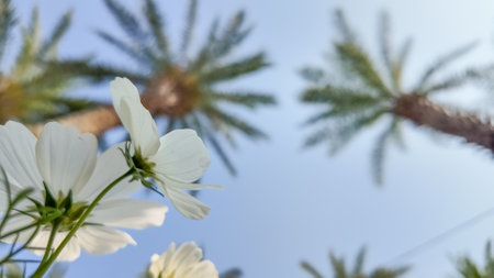 White daisies gracefully bloom, bathed in sunlight with vibrantの写真素材