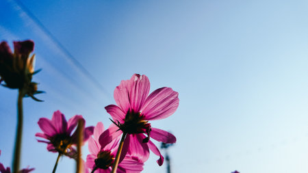 Pink and white cosmos flowers in garden. Cosmos bipinnatus in Full Bloomの写真素材