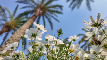 White daisies gracefully bloom, bathed in sunlight with vibrantの写真素材