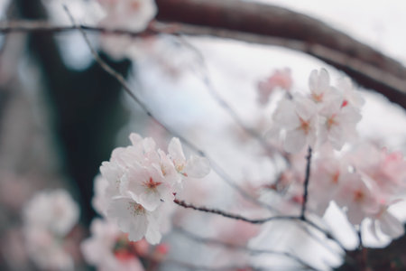 March 24 2025 A close up of delicate cherry blossoms on a branch, showcasedの写真素材