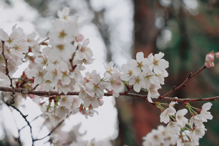 March 24 2025 A close up of delicate cherry blossoms on a branch, showcasedの写真素材