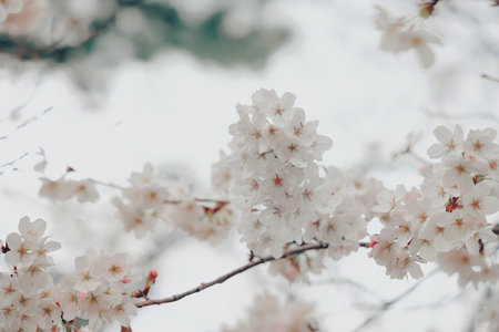 March 24 2025 A close up of delicate cherry blossoms on a branch, showcasedの写真素材
