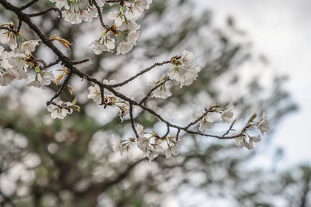 March 24 2025 A close up of delicate cherry blossoms on a branch, showcased