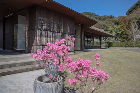 March 23 2025 Modern wooden building with blooming pink flowersの写真素材