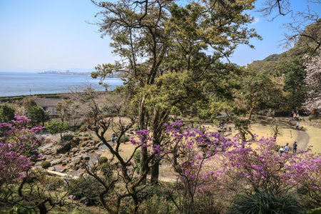 March 23 2025 peaceful botanical landscape featuring pink cherry blossoms,の写真素材