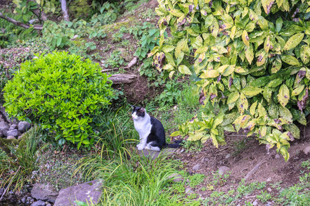 March 24 2025 black and white cat near green foliage by a tranquil stream,の写真素材