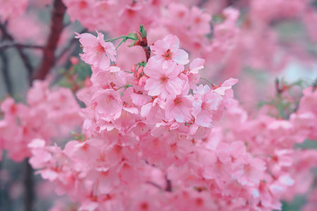 March 24 2025 a Pink cherry blossoms in vibrant full bloom on branches