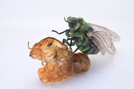 Detailed view of a cicada emerging from its molted exoskeleton, highlighting