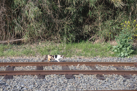 Railroad tracks pass alongside dense green vegetationの写真素材
