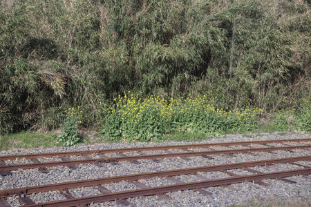 Railroad tracks pass alongside dense green vegetationの写真素材