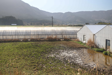 farmland features rows of crops protected by transparent rowの写真素材
