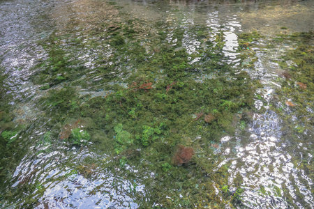 Peaceful natural setting showcasing a clear forest pondの写真素材