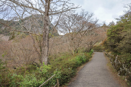 Visitors enjoy a walk along a serene mountain path surroundedの写真素材