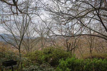 showcasing a blooming tree in spring amidst a dense forest with a clear sky.の写真素材