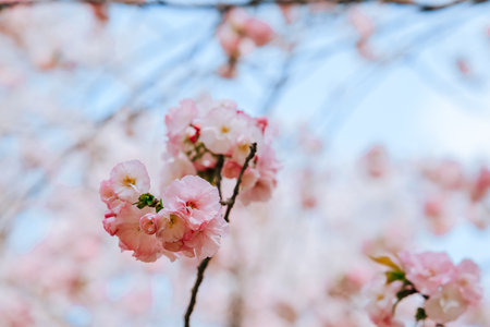 Delicate pink cherry blossoms in full bloom adorn the branchesの写真素材