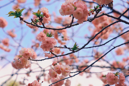 Delicate pink cherry blossoms in full bloom adorn the branches