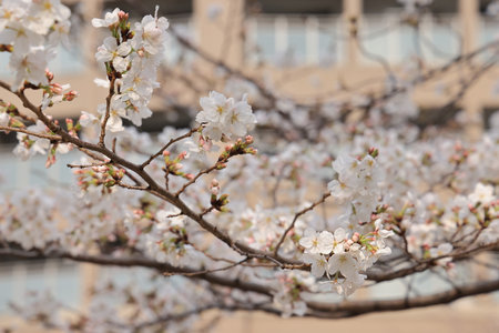 Cherry blossoms bloom vibrantly on tree branches, set against a blurredの写真素材