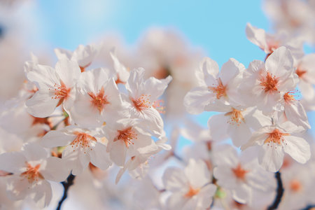 view of white cherry blossoms set against a vibrant blue sky.