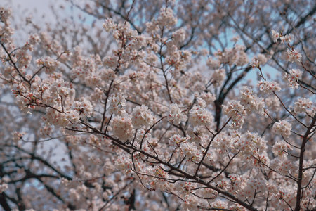 Cherry blossoms flourishing on tree branches with a serene blue sky