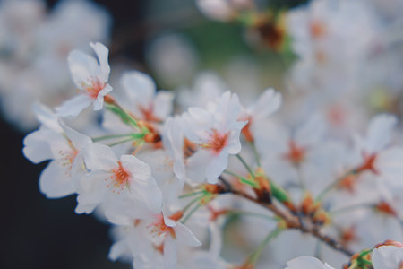Delicate cherry blossoms in full bloom capture the spirit