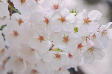 Delicate cherry blossoms in full bloom capture the spirit