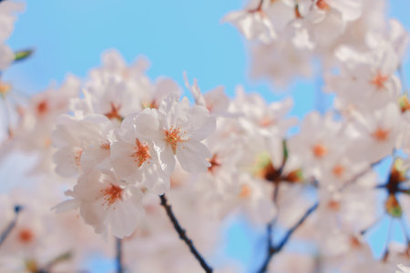 view of white cherry blossoms set against a vibrant blue sky.の写真素材