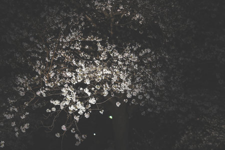 Captivating white blossoms illuminated in the dark,の写真素材
