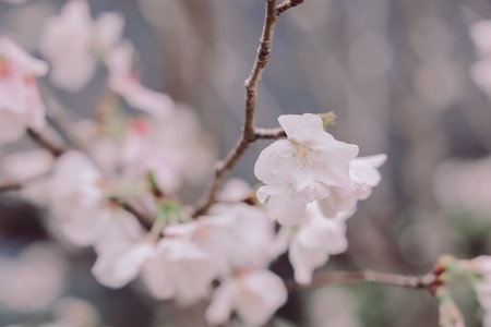 March 28 2025 Delicate white cherry blossoms on a branch, beautifully