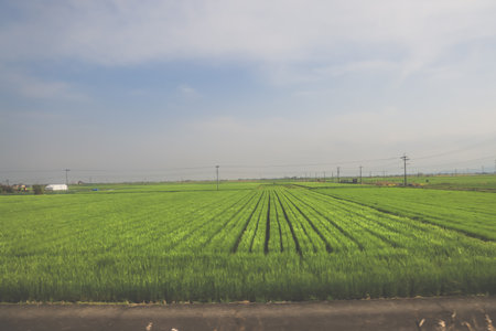 March 28 2025 view of an expansive green field, traversed by power lines,の写真素材