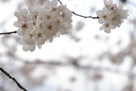 cherry blossoms on a tree branch, showcasing their delicateの写真素材