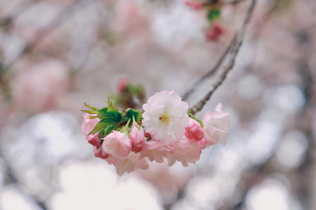 delicate pink cherry blossoms in full bloom, showcasing their