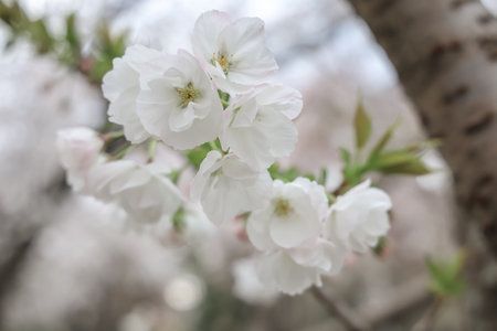 cherry blossoms on a tree branch, showcasing their delicateの写真素材