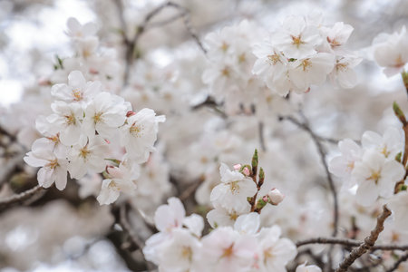 cherry blossoms on a tree branch, showcasing their delicateの写真素材