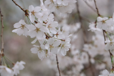 cherry blossoms on a tree branch, showcasing their delicateの写真素材